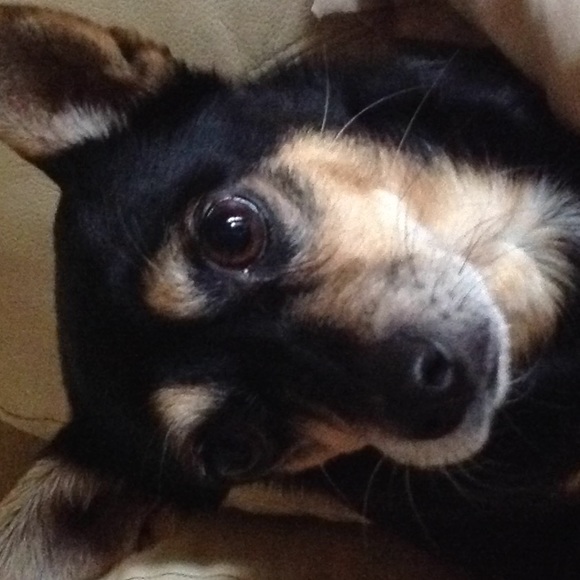 Meet your Posher, Tooran - Picture 1 of 1